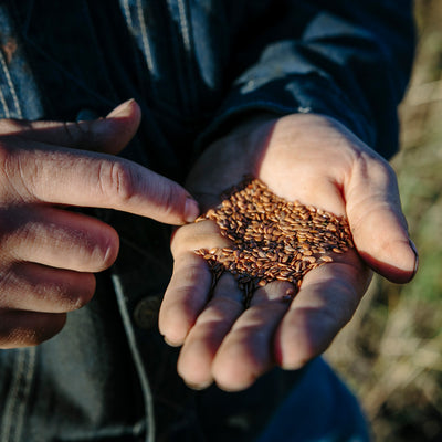 A hand holding many flax seeds.